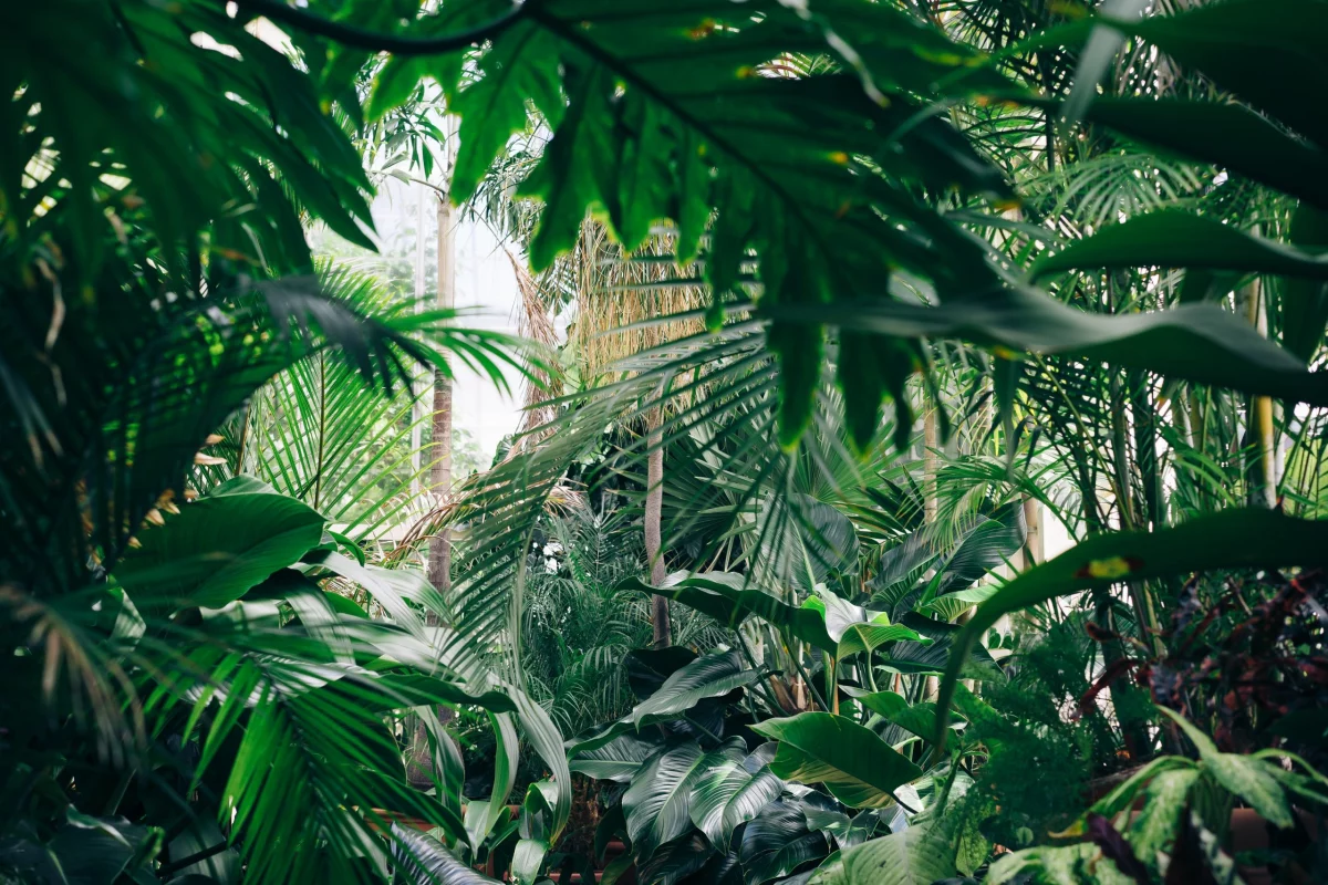 Jardines Botánicos - Blog ONG Vitalis