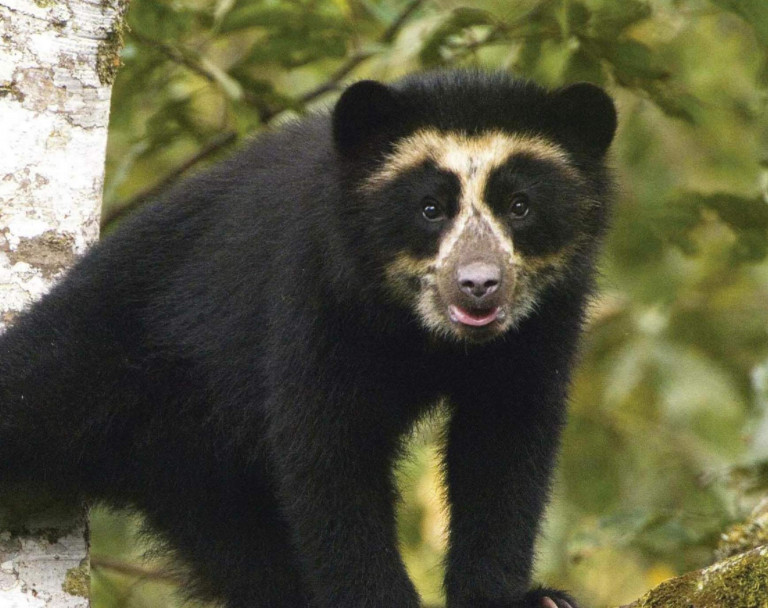 Conservation-Insight-Andean-Bear